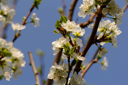 blossom tree with a bee pollinationの写真素材