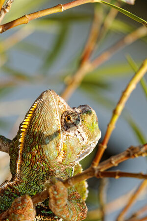 Chameleon on the leaf (Chamaeleo calyptratus)の写真素材