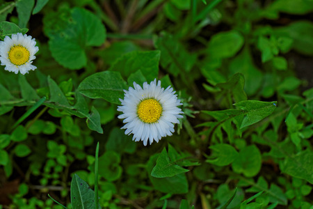 Two beautiful chamomile in the green grassの写真素材