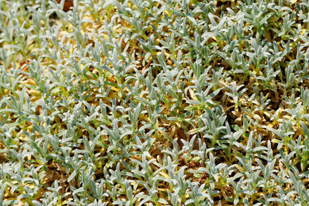 Close up photo of small garden plantsの写真素材