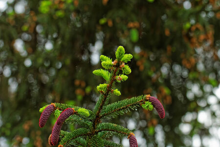 pine tree with fresh pine shoots and red pineconesの写真素材