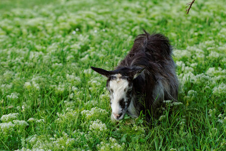 Goats grazing in the meadowの写真素材
