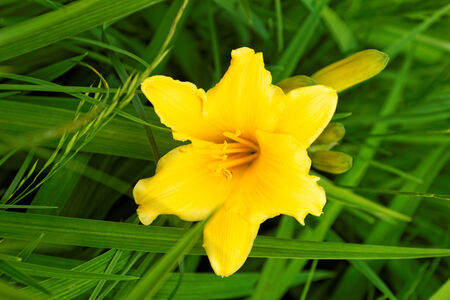 Close up photo of a beautiful yellow flowerの写真素材