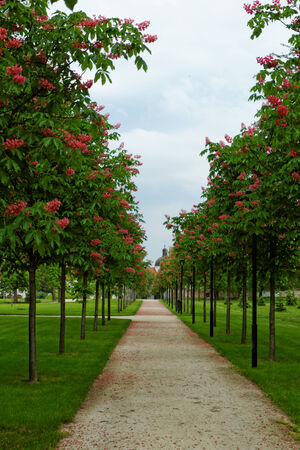 Photo of a chestnut alley in a beautiful gardenの写真素材