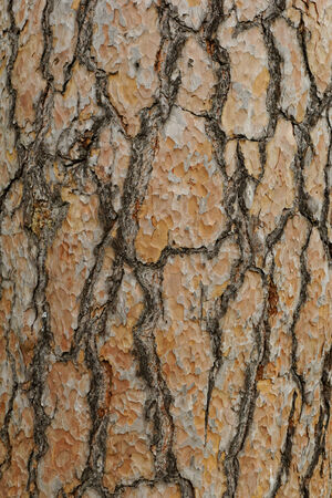 Photo of a long softwood pine trunkの写真素材