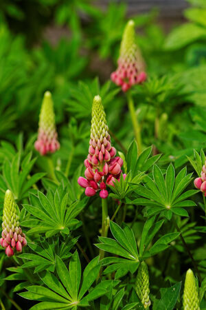 Beautiful pink flower in the gardenの写真素材