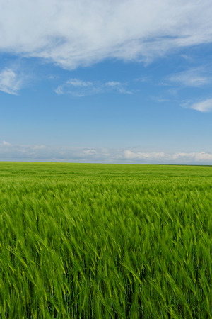 green wheat field under the blue cloudy skyの写真素材