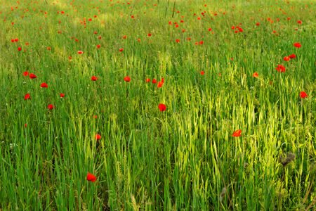 Huge red colored poppy fieldの写真素材