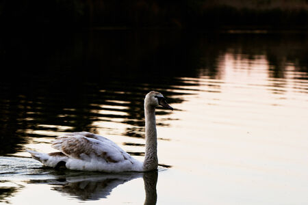 Lonely swan swimming by the rising sunの写真素材