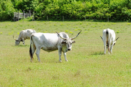 Ruminant Hungarian gray cattle bull on grassの写真素材