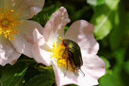 close up about copper flower beetle on flower (Protaetia fieberi)の写真素材