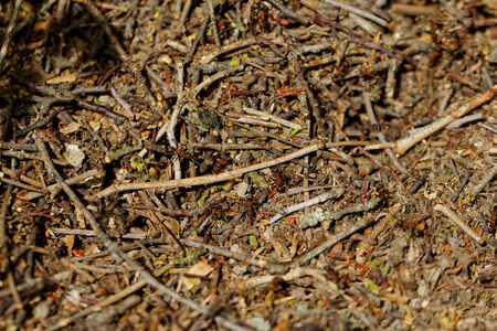 Close up photo of the worker ants の写真素材
