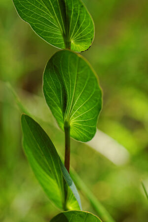 Close up photo of a green plant with interesting leavesの写真素材