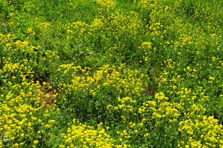 Beautiful photo of yellow flowers in the green grassの写真素材