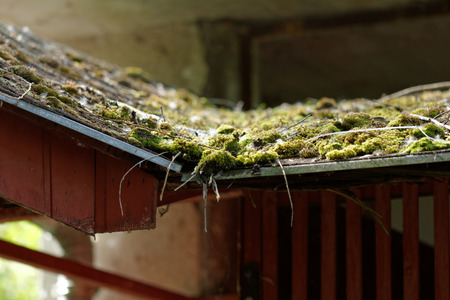 Close up photo of a mossy roofの写真素材