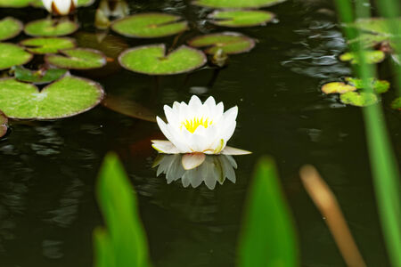 water lily on the small Lakeの写真素材