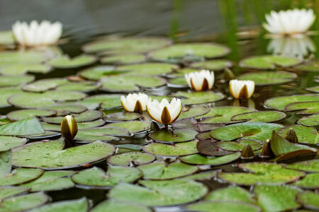water lily on the small Lakeの写真素材