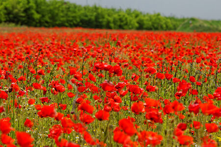 Huge red colored poppy fieldの写真素材