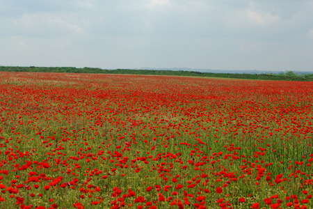 Huge red colored poppy fieldの写真素材