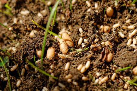 in the anthill moving ants the eggsの写真素材