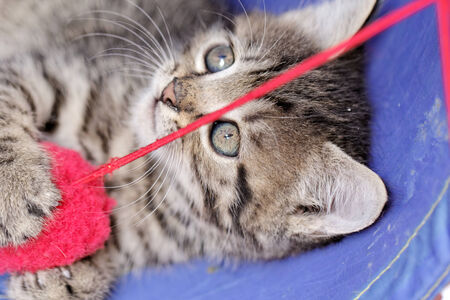 close up on a kittens playing with a red ballの写真素材