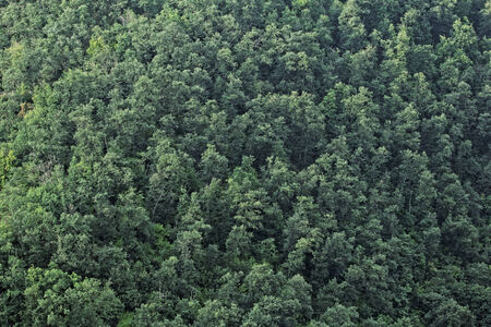 aerial view of a huge green forestの写真素材
