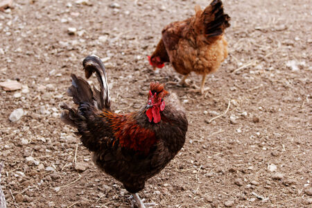 Photo of a cock in the farmlandの写真素材