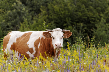 motley cow graze in a field (free range)の写真素材