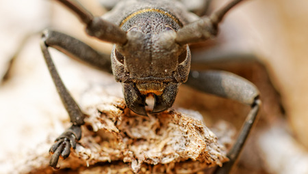 Macro portrait of the Capricorn Beetle in the natureの写真素材
