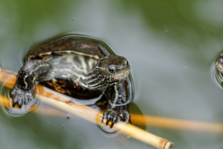 Photo of two terrapin in the lakeの写真素材