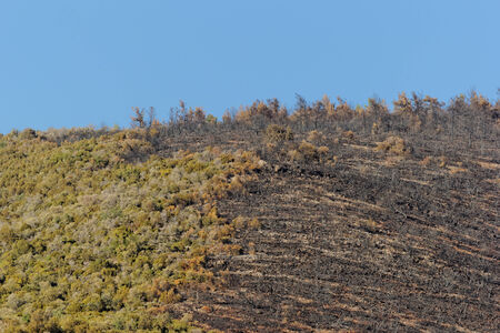 Photo of a forest and burned hillsideの写真素材