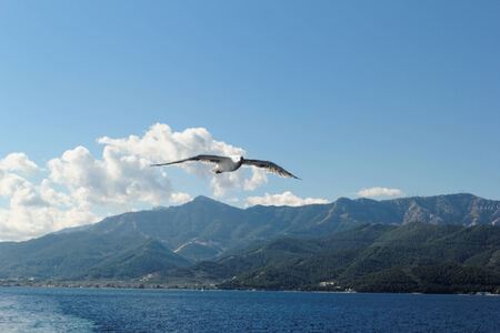 Close up photo of a seagull over the seaの写真素材
