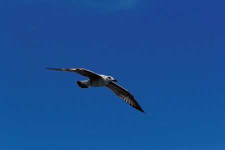 Close up photo of a seagull over the seaの写真素材