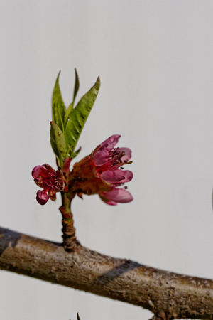 Beautiful close up photo of a flowering treeの写真素材