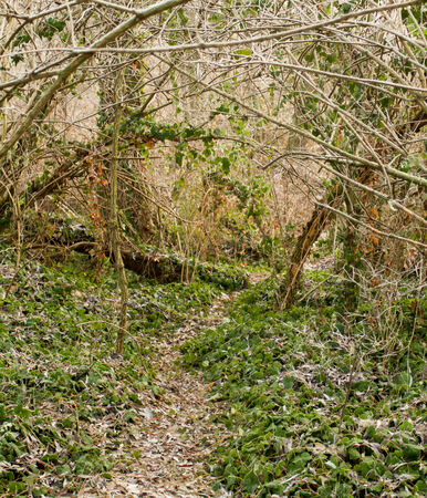 Photo of green and white forest in winterの写真素材