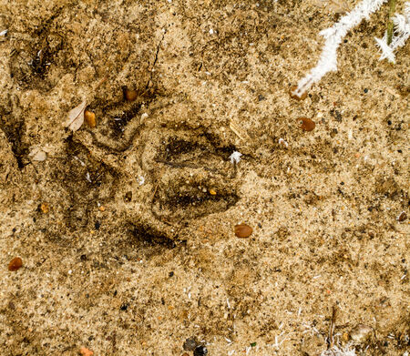 Photo of an animal footprint in winterの写真素材