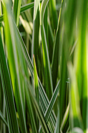 Close up photo of a miscanthus sinensisの写真素材