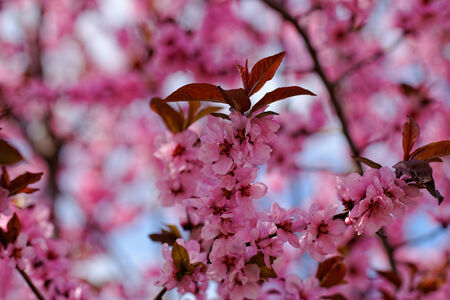 Beautiful close up photo of Japanese cherry flowersの写真素材