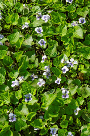 Beautiful photo lot of beautiful purple violetsの写真素材