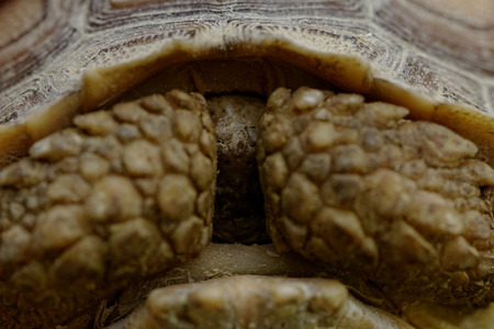 Close up photo a spurred tortoise - Geochelone sulcataの写真素材