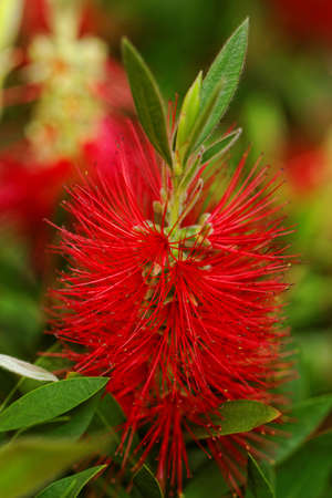Close up photo of a beautiful red flowerの写真素材