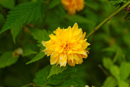 Close up photo of a beautiful yellow flowerの写真素材