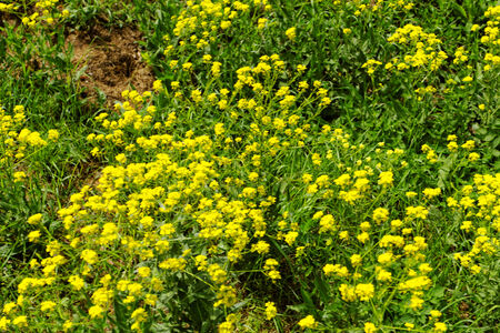 Beautiful photo of yellow flowers in the green grassの写真素材