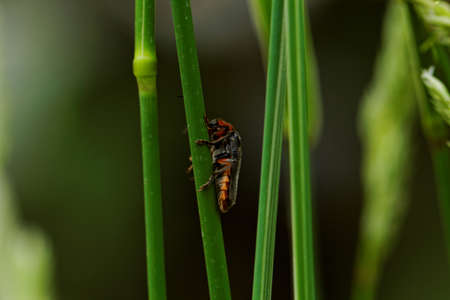 A red bug on the green grassの写真素材