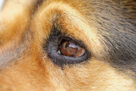Close up photo of a rottweiler's eyeの写真素材