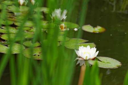 Beautiful photo of a water lily in the pondの写真素材