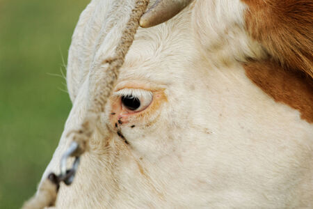 Beautiful portrait of a tired brown cowの写真素材