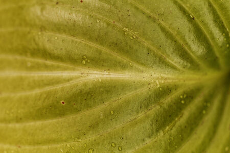 Beautiful close up photo of a green leafの写真素材