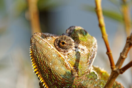 Chameleon on the leaf (Chamaeleo calyptratus)の写真素材