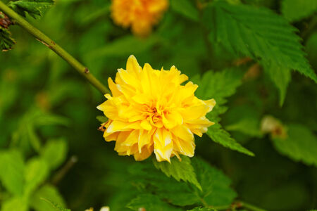 Close up photo of a beautiful yellow flowerの写真素材
